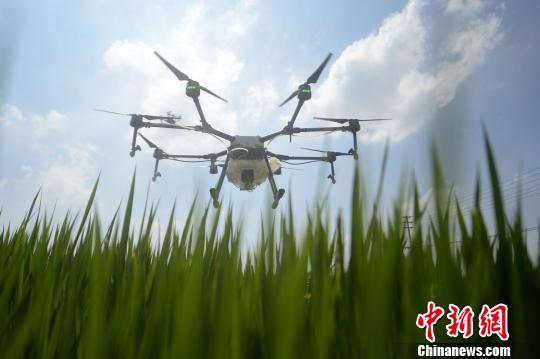 处暑时节农事忙 农用无人机助力稻田高效植保